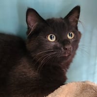 TYRION QCT (j'ai trouvé ma famille), chat à adopter