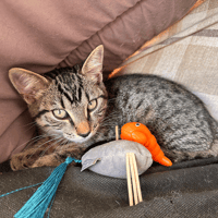 Oléo, chat à adopter