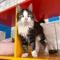 Lol, chat à adopter