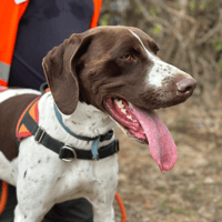 sparo, chien à adopter