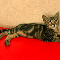 BOLT, chat à adopter