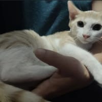 BREME, chat à adopter