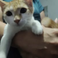 BRASERA, chatte à adopter