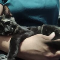 BASTET, chat à adopter