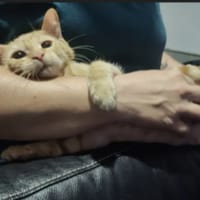BRASERO, chat à adopter