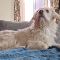 BANDIT, chien à adopter