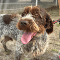 PICK-UP, chien à adopter