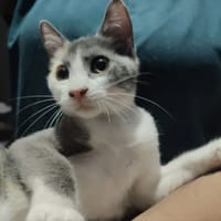 BULMA, chatte à adopter
