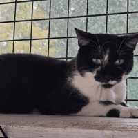 MYSTERE, chat à adopter