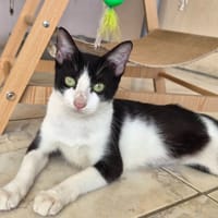 BRIGETTE, chatte à adopter
