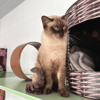 Zeus (Réservé), chat à adopter