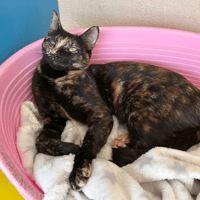 DOUCETTE, chatte à adopter