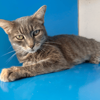 BELLA, chatte à adopter