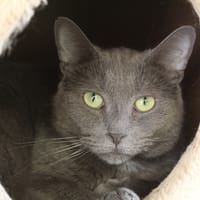 adile, chat à adopter