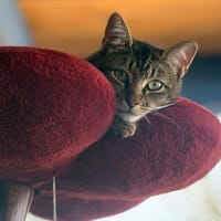 BALOU, chat à adopter
