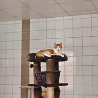 Snow, chat à adopter