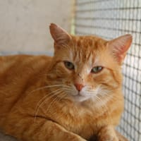 BOUH, chat à adopter
