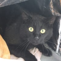 barbossa, chat à adopter