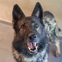 VOLCAN, chien à adopter