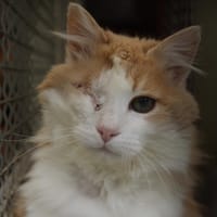 Toto, chat à adopter