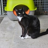 CROCKMOU, chat à adopter
