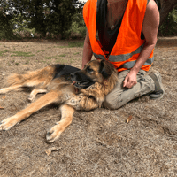 LYS, chien à adopter