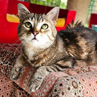 MOZART, chat à adopter