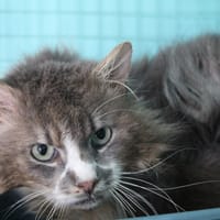 HECTOR, chat à adopter