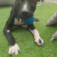 THOR (Hogar de paz), chien à adopter