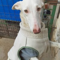 NUT (Hogar de paz), chienne à adopter