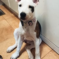 SASHA (HOGAR DE PAZ), chienne à adopter