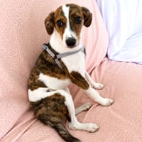 LOLA (101 huellas), chienne à adopter