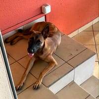 Ambre, je suis pleine de vie, chienne à adopter