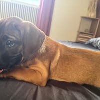 Banjo,bien dans ses papattes, chien à adopter