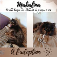 Makalina, chienne à adopter