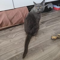 Brit, poezen ter adoptie