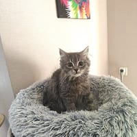 Ier, poezen ter adoptie
