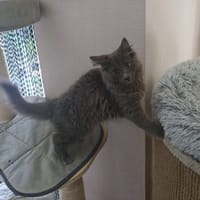 Scot, poezen ter adoptie