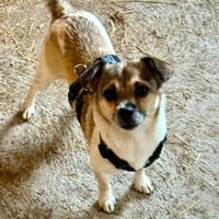 Lotte - schlaue, verspielte Hündin 🤗🤗, Hündin zur Adoption