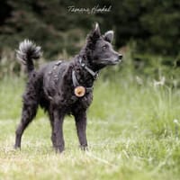 Gütiges Zuhause für liebenswerten Pepper, Hund zur Adoption
