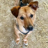 Lou lou sucht dich💐🐕, Hündin zur Adoption