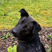 unsicherer PAULI sucht geduldiges Zuhause, Hund zur Adoption