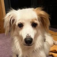 OSKAR sucht Körbchen, Hund zur Adoption