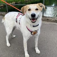 Familienhund Semmerl wartet auf dich!, Hund zur Adoption