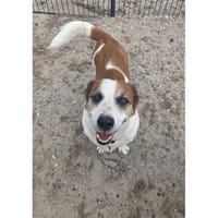 Freddy - wartet in 76767 Hagenbach, Hund zur Adoption