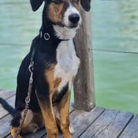 Maddie - kleine Zaubermaus sucht ihr Glück, Hündin zur Adoption