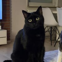 SOS Yumi ist in Not, Kater zur Adoption