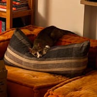 Dice, leise Entdeckerin, ca. 1 Jahr, Katze zur Adoption