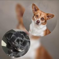 Pongo & Laky suchen ein gemeinsames Für-immer-Zuhause, Hund zur Adoption