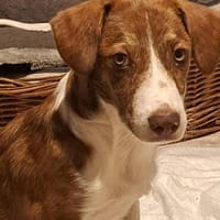 Resi - sucht ihr ruhiges zu Hause, Hündin zur Adoption